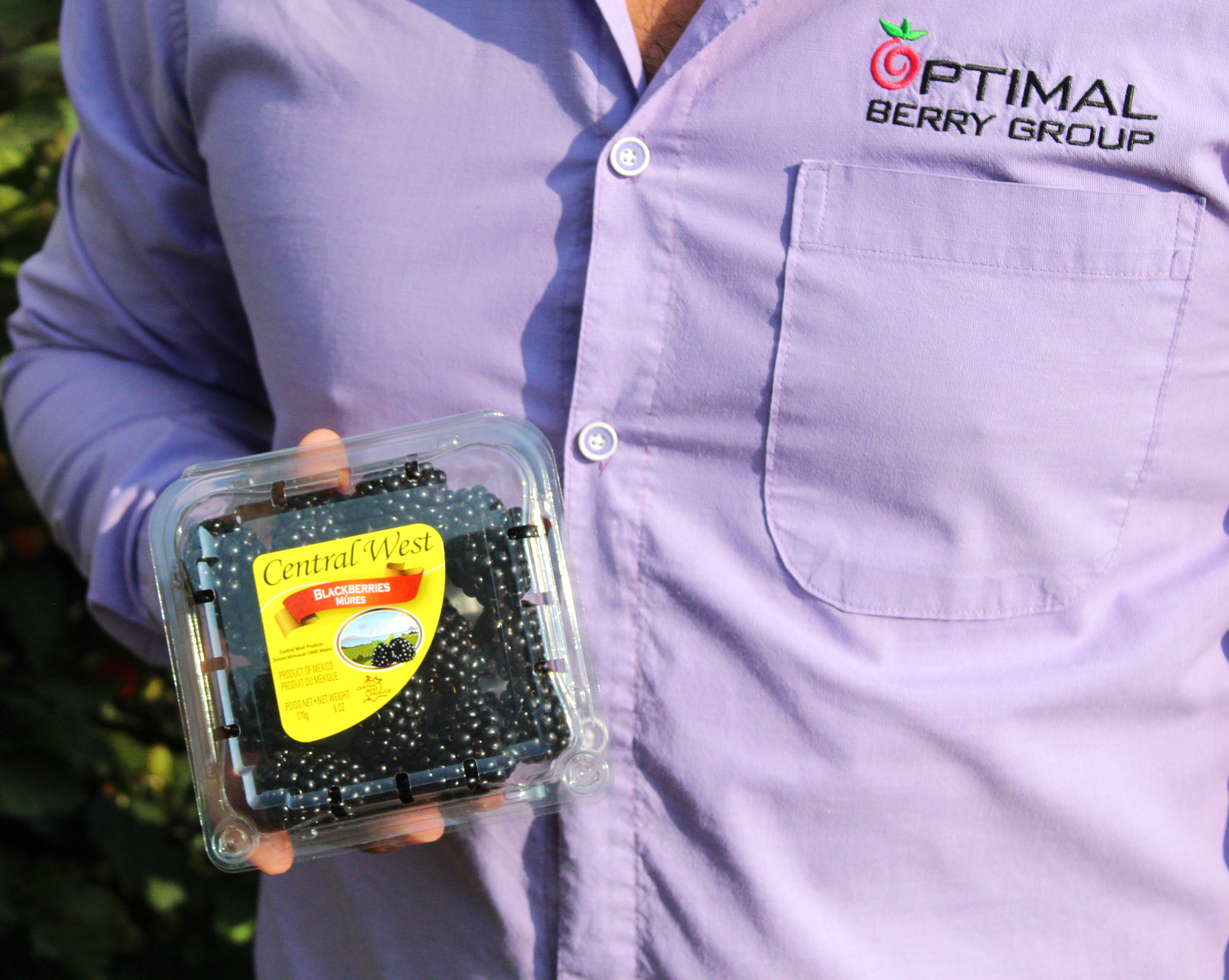 Equipo Optimal Berry Group